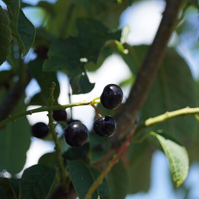 Prunus padus 'Tiefurt' (3)